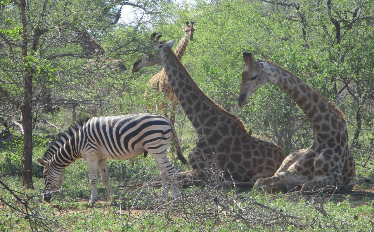 Woodpecker Lodge B&B Hoedspruit Dış mekan fotoğraf