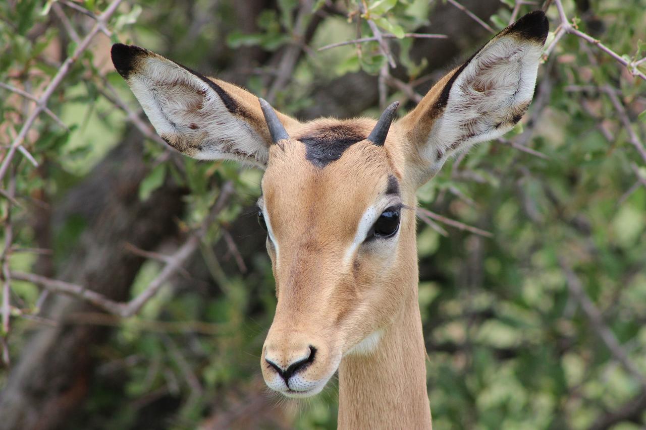 Woodpecker Lodge B&B Hoedspruit Dış mekan fotoğraf